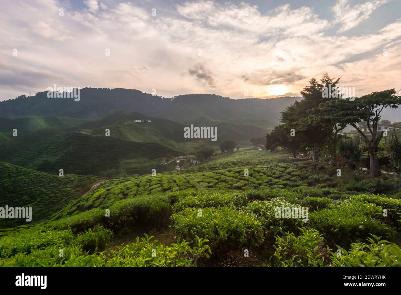 Cameron Highland's Tea Plantation Stockfoto