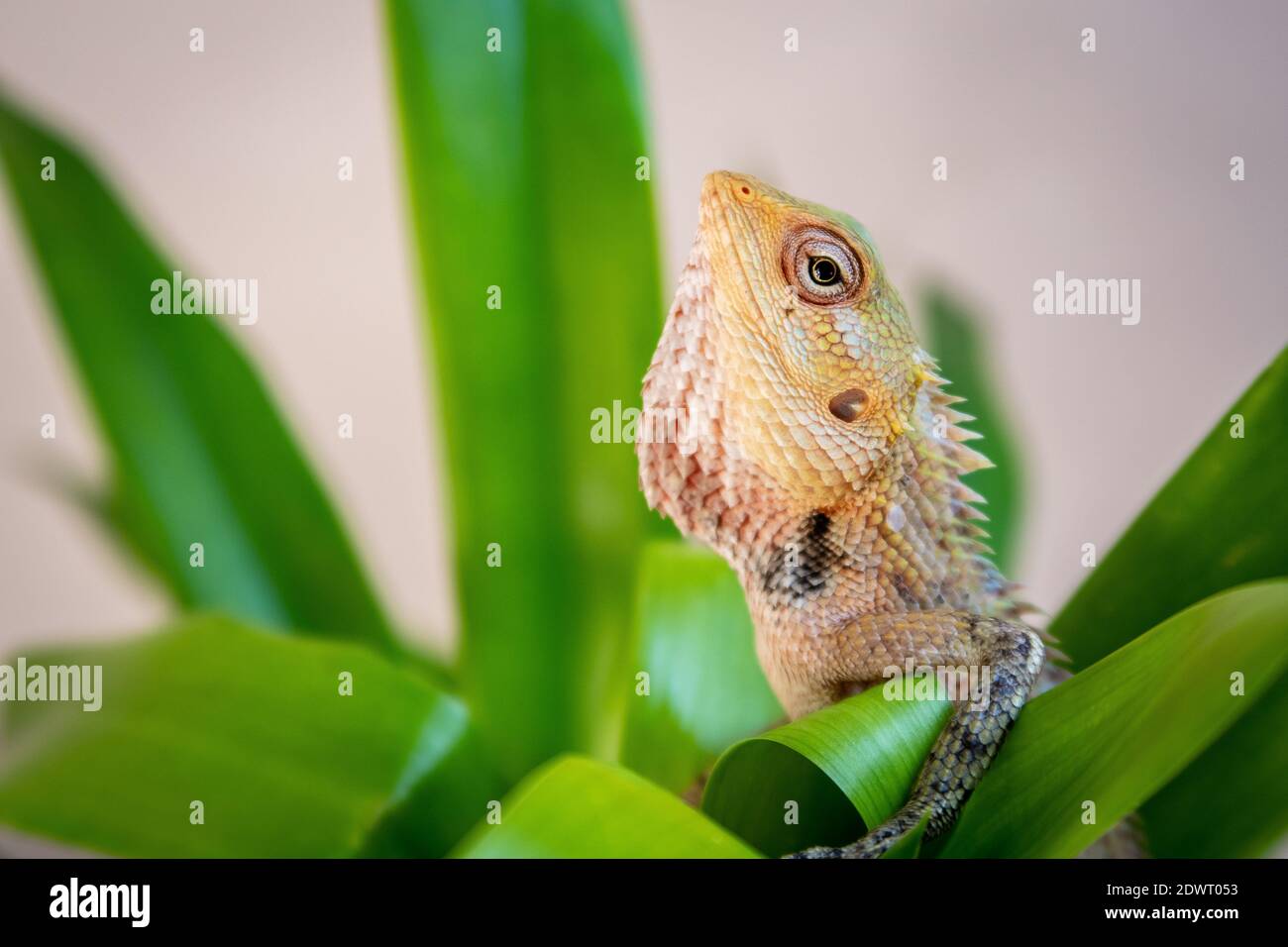 Die orientalische Garteneidechse, die östliche Garteneidechse, die Blutsauger oder die wandelbare Eidechse (Caloes versicolor) sitzen zwischen leuchtend grünen tropischen Blättern Stockfoto