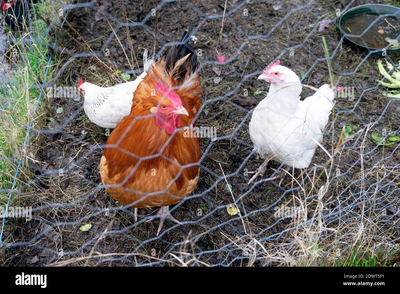 Hahn und weiße Hühner in Quarantäne hinter Hühnerdraht zu Versuchen Sie und stoppen Vogelgrippe Ansteckung im Dezember 2020 Carmarthenshire WALES GROSSBRITANNIEN KATHY DEWITT Stockfoto