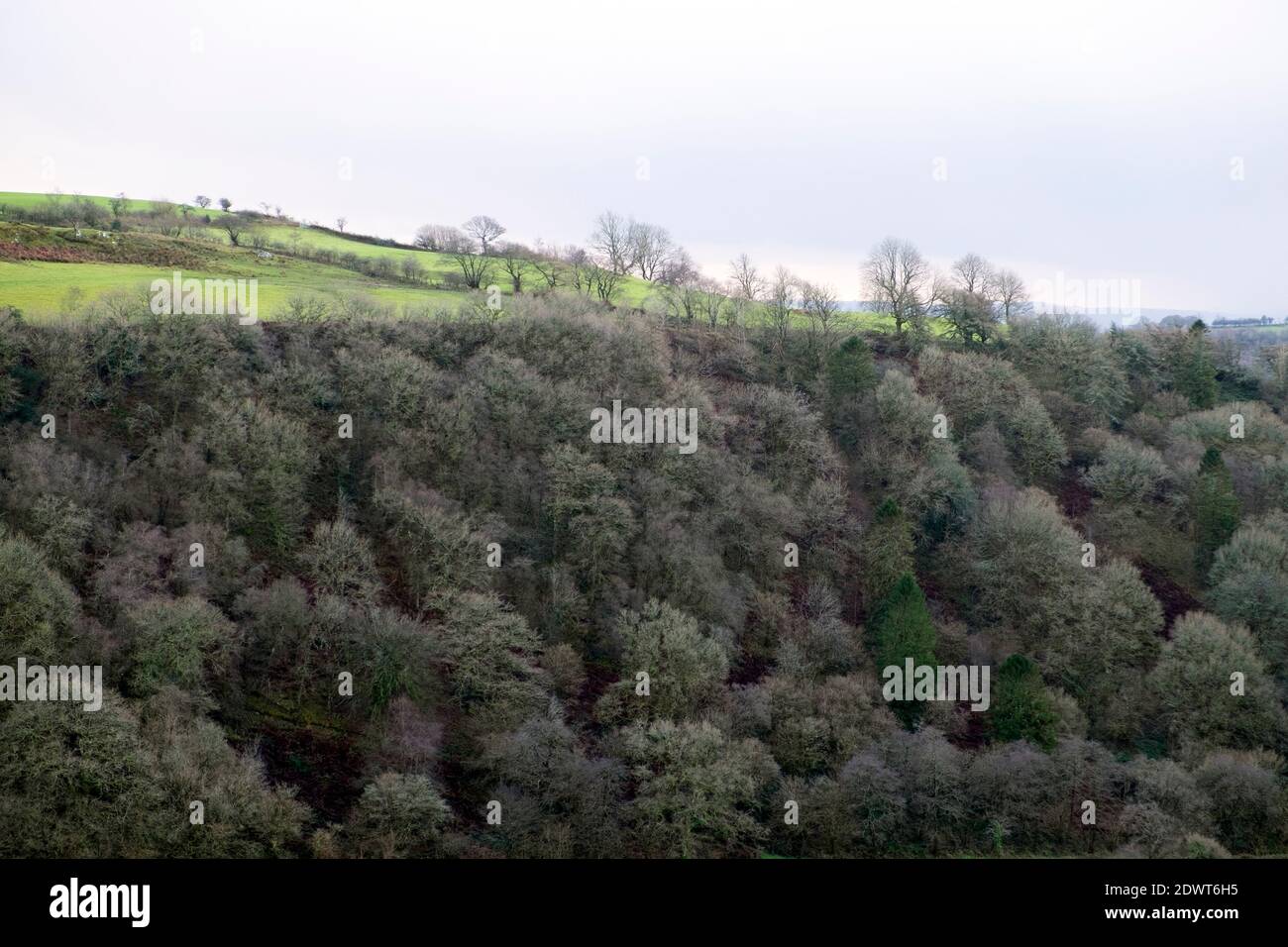 Laubbäume Wald auf einem Hügel Landschaft und Feld auf Spitze des Hügels in der Nähe von Llanwrda in Carmarthenshire Dyfed West Wales UK KATHY DEWITT Stockfoto