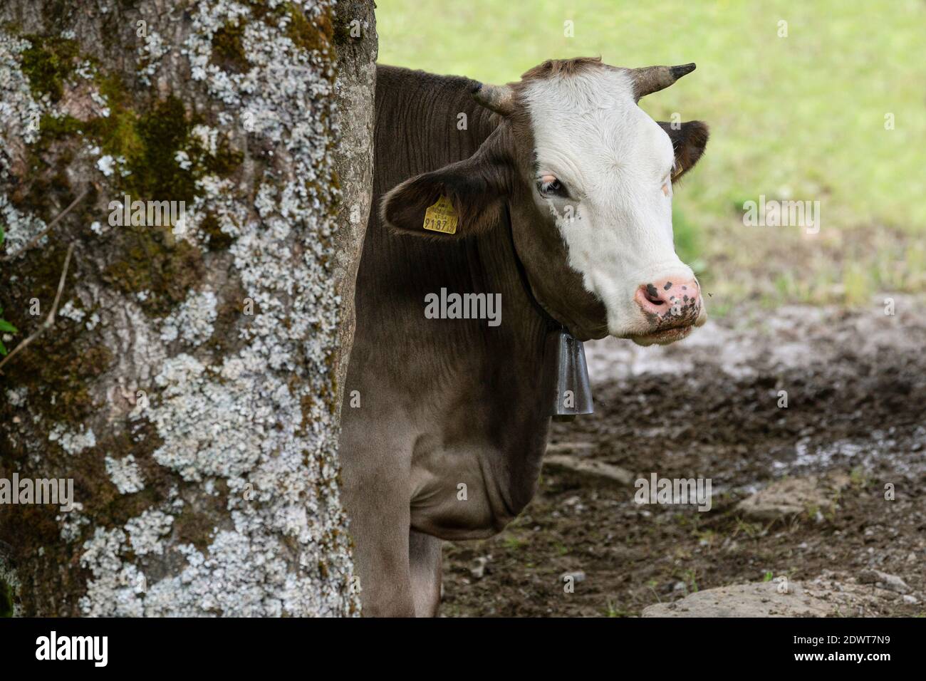 Braunvieh auf einer Alpe im Bregenzerwald, Vorarlberg, Österreich Stockfoto