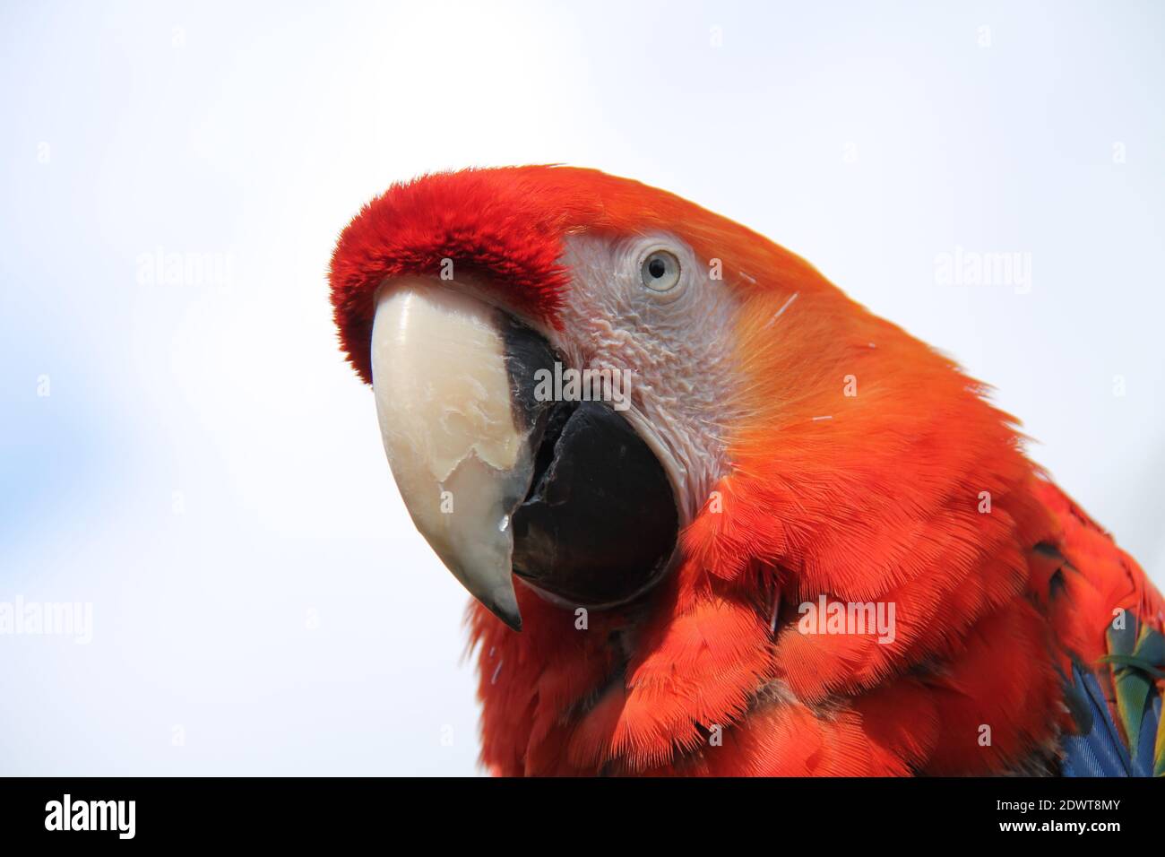 Der Kopf eines schönen scharlachroten Ara Papageienvogels. Stockfoto