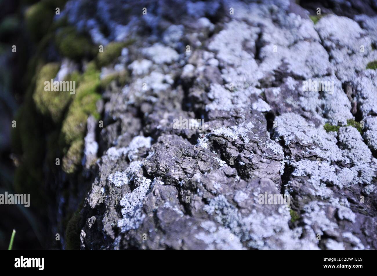 Grünes Moos auf Stein und Baumrinde. Hochwertige Fotos Stockfoto