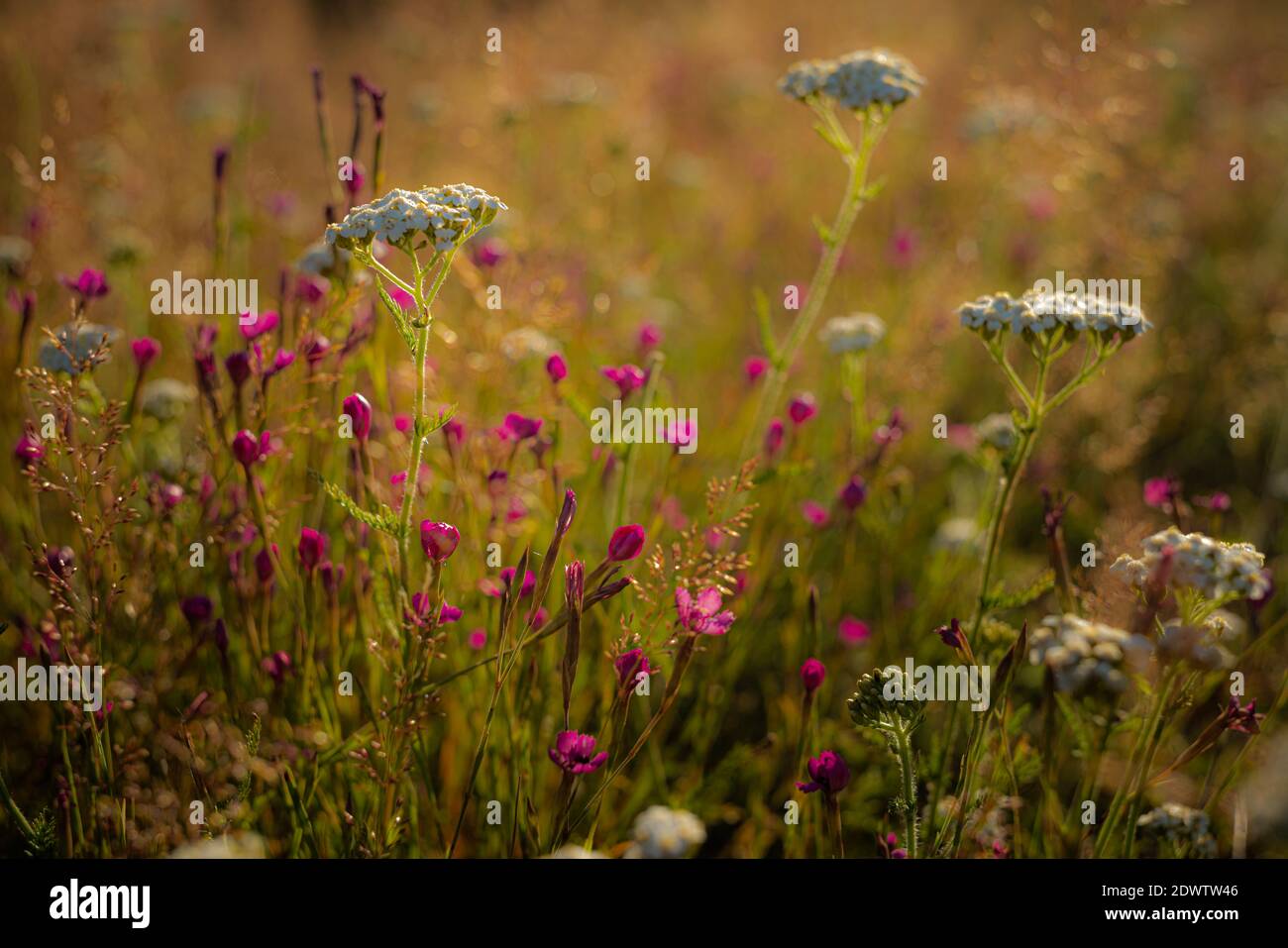 Close-up Lila blühende Pflanze auf dem Feld Stockfotografie - Alamy