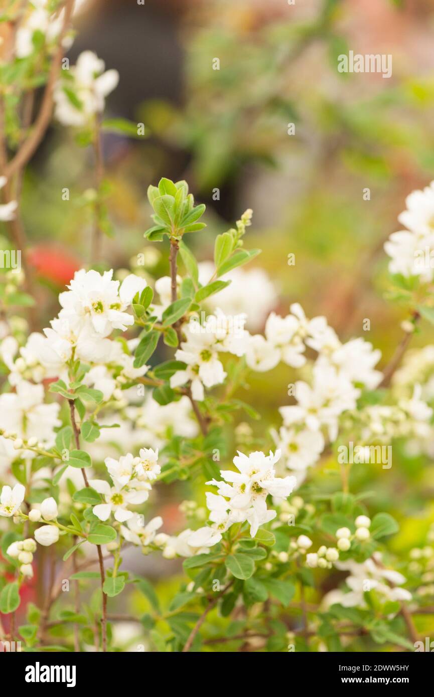 Exochorda × macrantha 'die Braut', Pearlbush 'die Braut', in Blüte Stockfoto