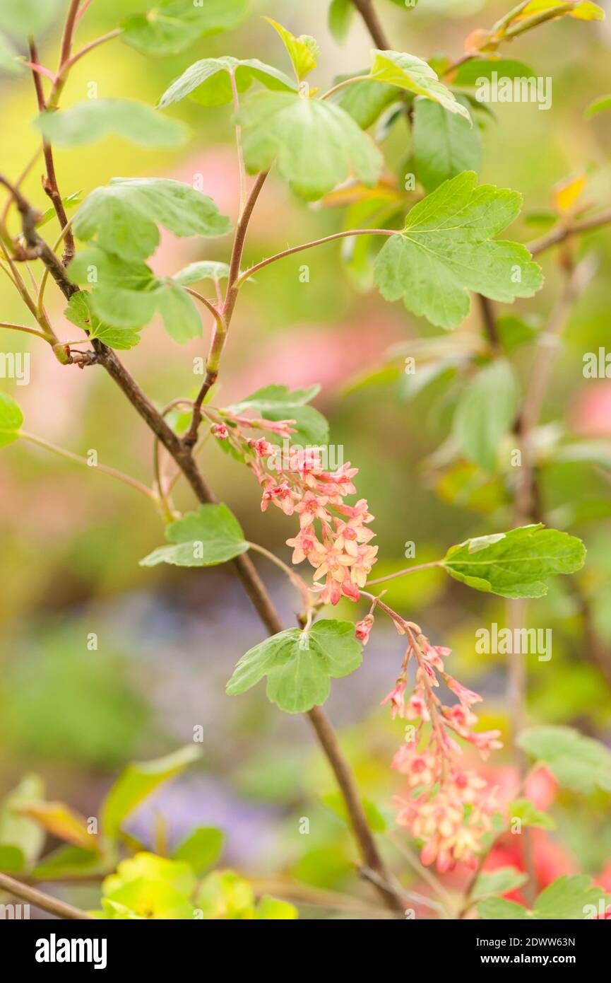 Ribes x gordonianum, Gordon's Currant Stockfoto