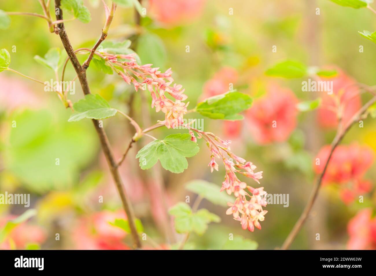 Ribes x gordonianum, Gordon's Currant Stockfoto