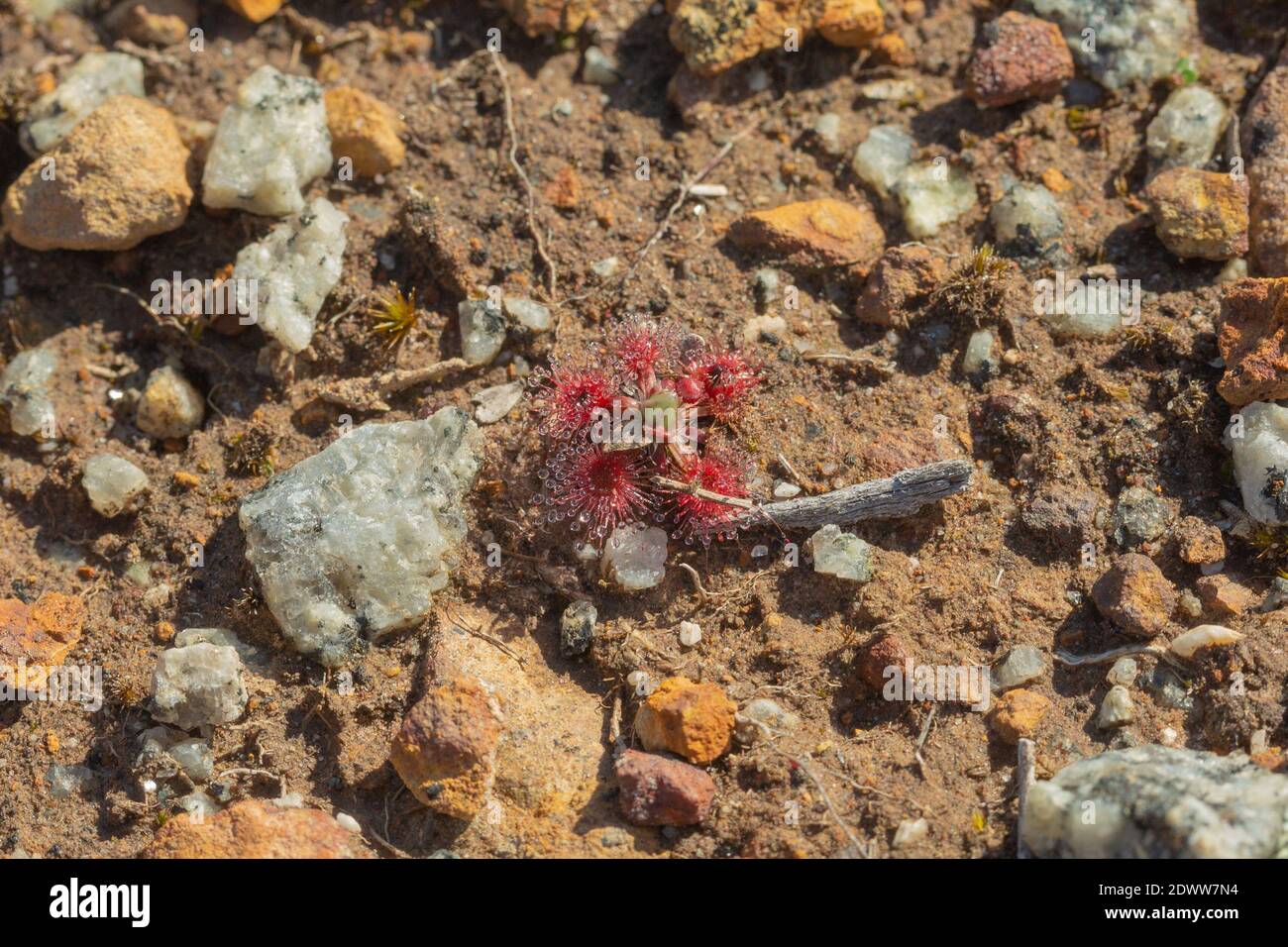 Die kleinen Rosetten von Drosera androsacea, einem orange blühenden Pygmäen Drosera im Stirling Range Nationalpark, Blick von oben Stockfoto