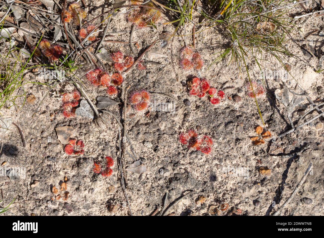 Der flache Rosettenbildende Sonnentau Drosera erythrorhiza im Stirkng Range Nationalpark nördlich von Albany in Western Asutralia, Blick von oben Stockfoto