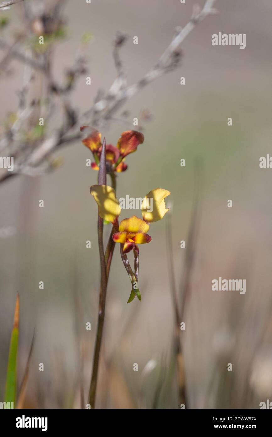 Die gelb/orange Blume einer Eselorchidee (Diuris sp.) im Sirtling Range Nationalpark nördlich von Albany, Blick von der Seite Stockfoto