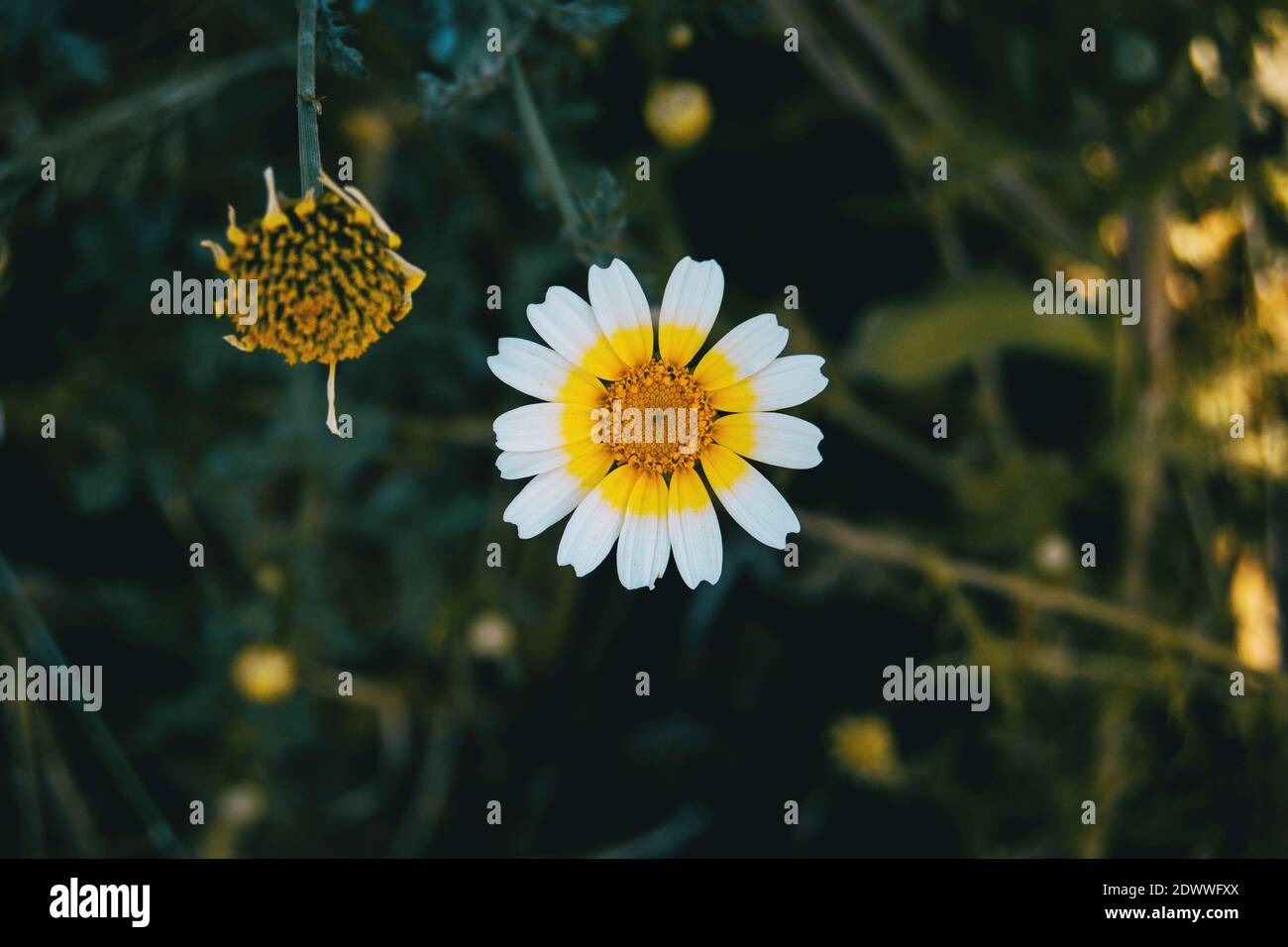 Eine einzelne weiße Glebionis coronaria Blume mit einem gelben Zentrum Auf einem dunklen Hintergrund Stockfoto