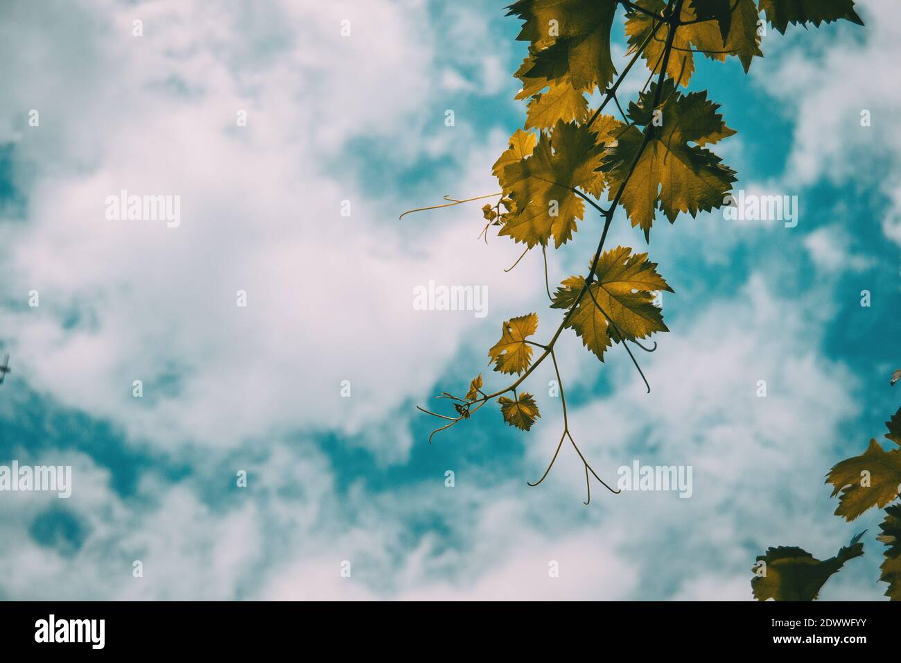 vitis vinifera Blätter auf einem Hintergrund des blauen Himmels Mit Wolken Stockfoto