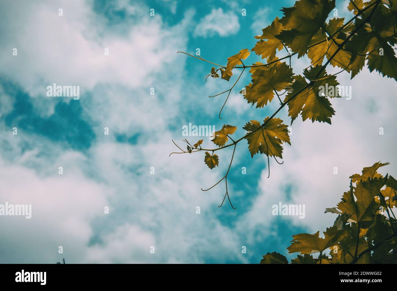 vitis vinifera Blätter auf einem Hintergrund des blauen Himmels Mit Wolken Stockfoto