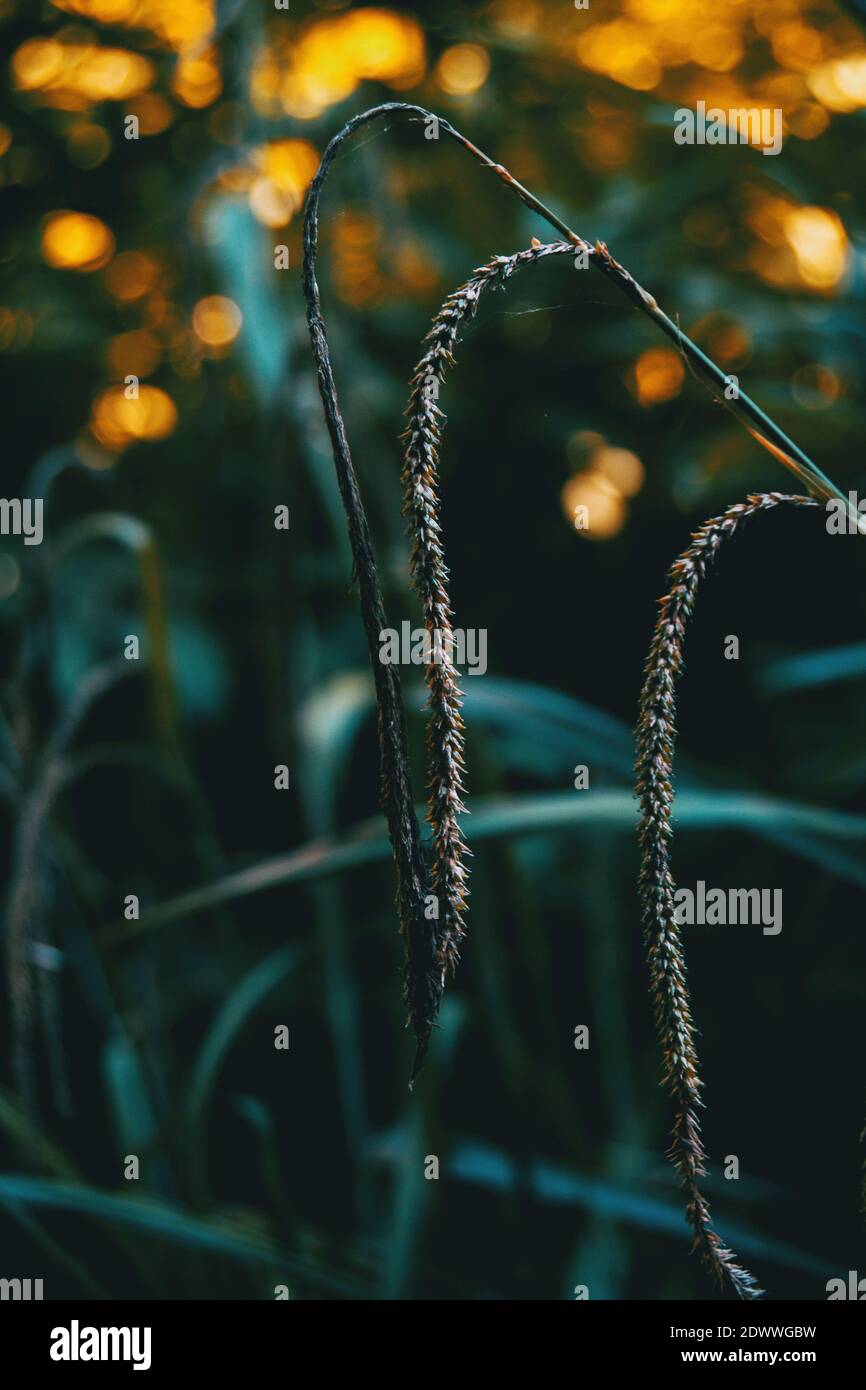 Nahaufnahme eines Carex-Pendels in der Wildnis Stockfoto