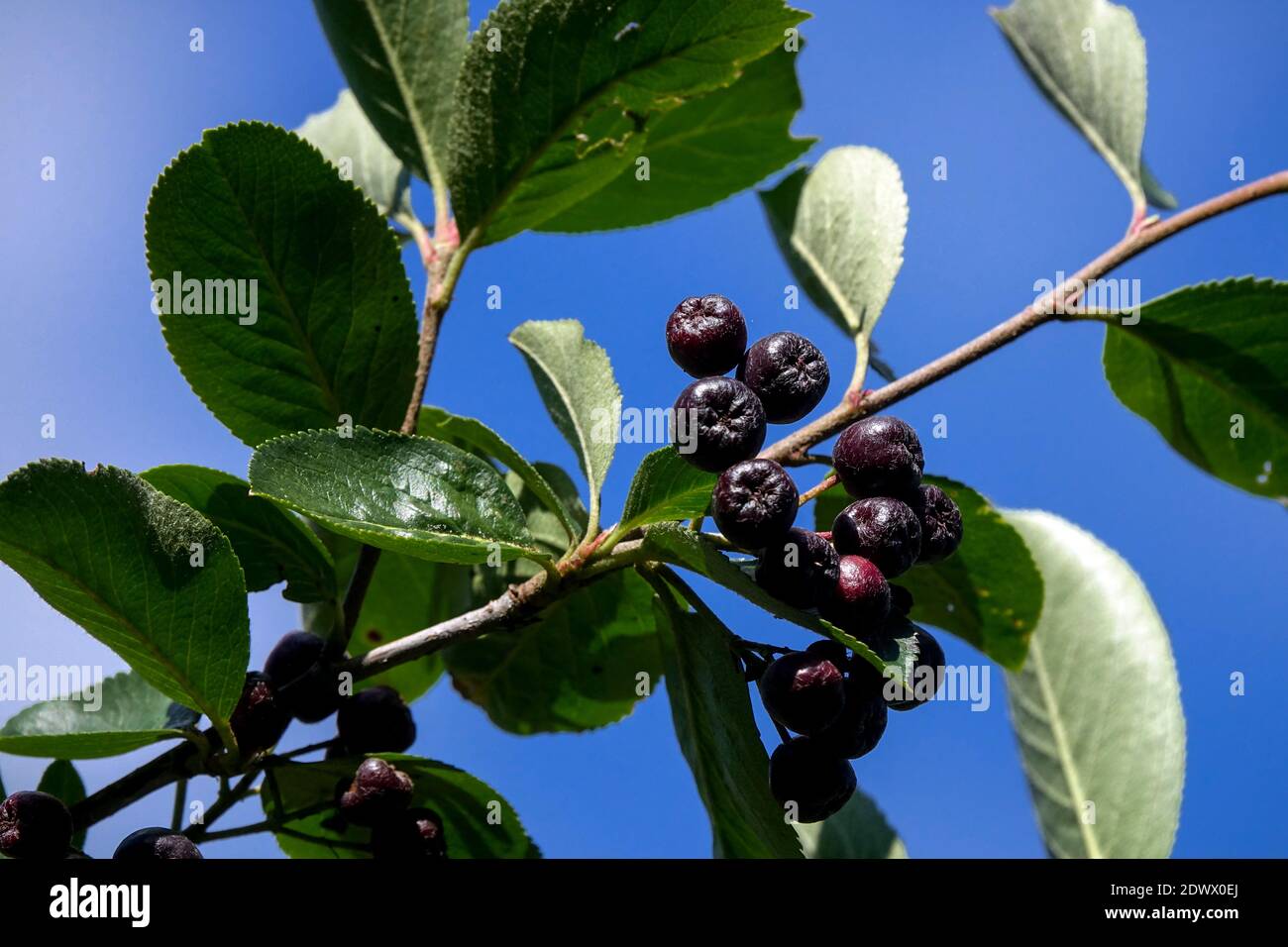 Aronia Beeren Schwarze Johannisbeere Aronia melanocarpa 'Viking' Beeren auf Zweig Stockfoto