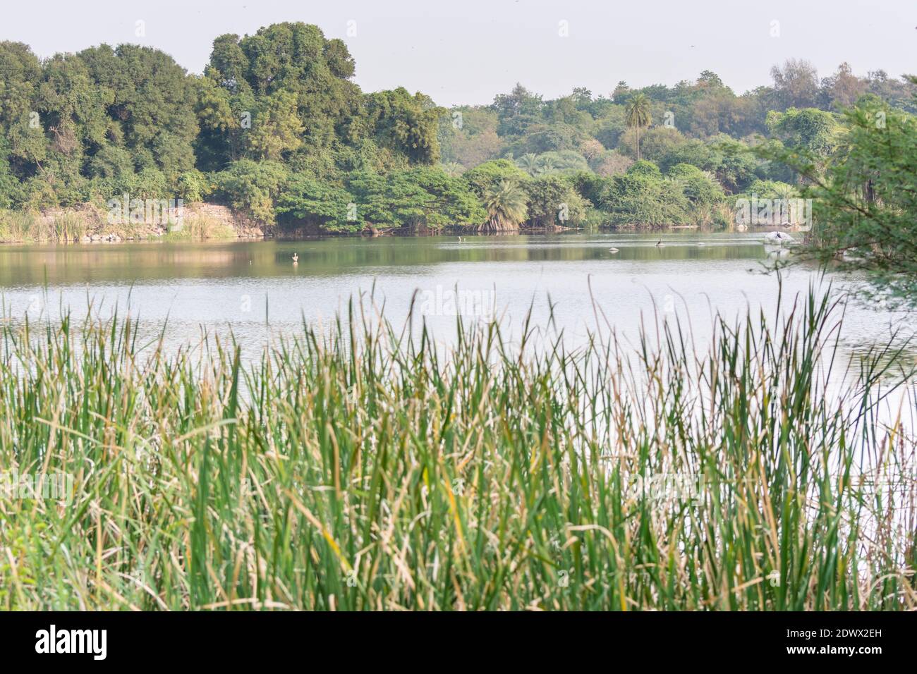 Landschaft von Seeufer, grünes Gras und Bäumen im Nehru Zoological Park, Hyderabad, Indien Stockfoto