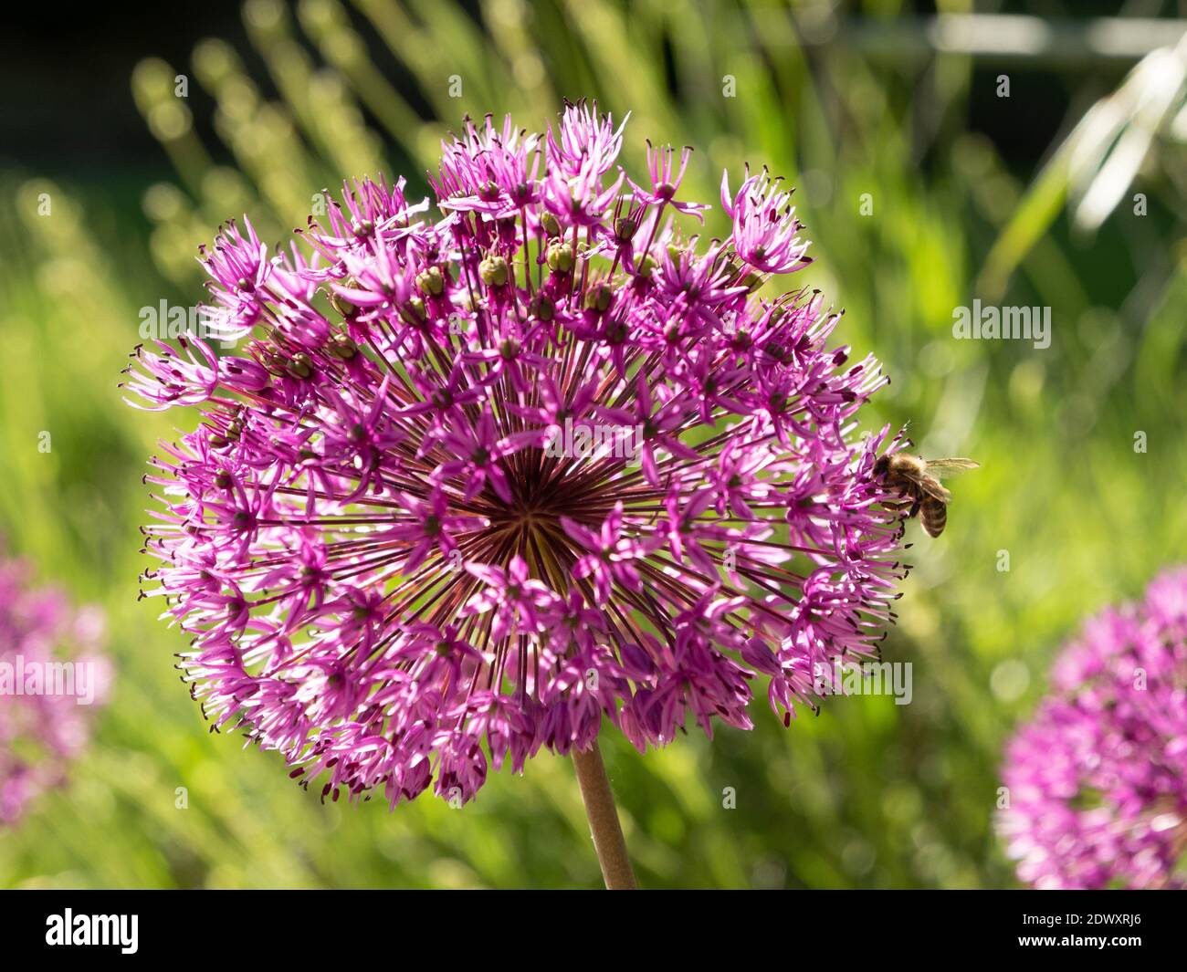 Allium Blume Nahaufnahme mit einer Bee bestäuben. Unscharfer Hintergrund. Stockfoto