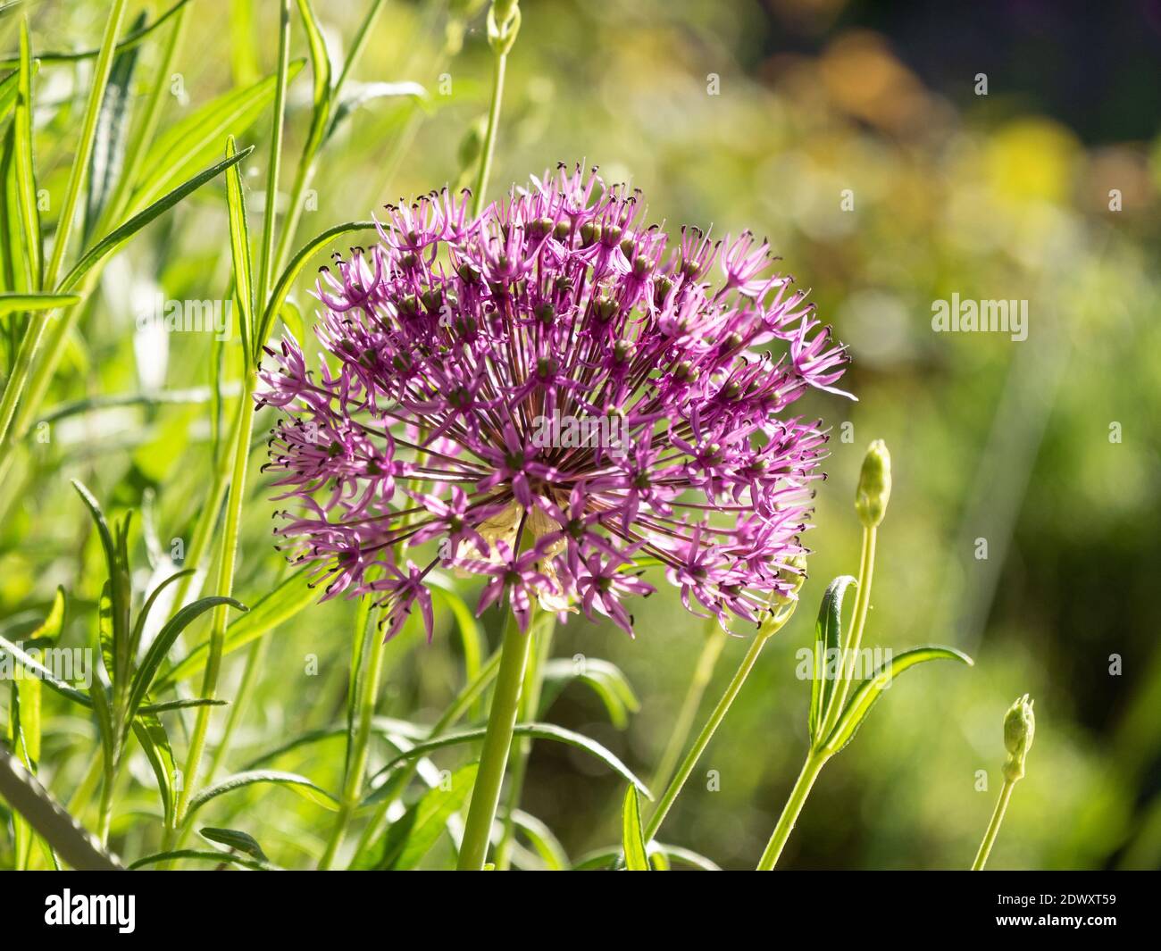 Allium Blume Nahaufnahme mit einem verschwommenen Hintergrund Stockfoto
