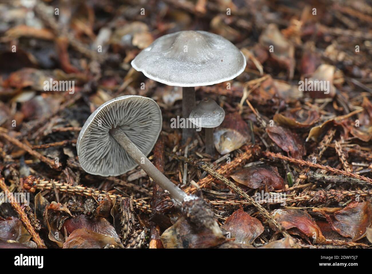 Lyophyllum rancidum, bekannt als ranzig gräulich, wilder Pilz aus Finnland Stockfoto