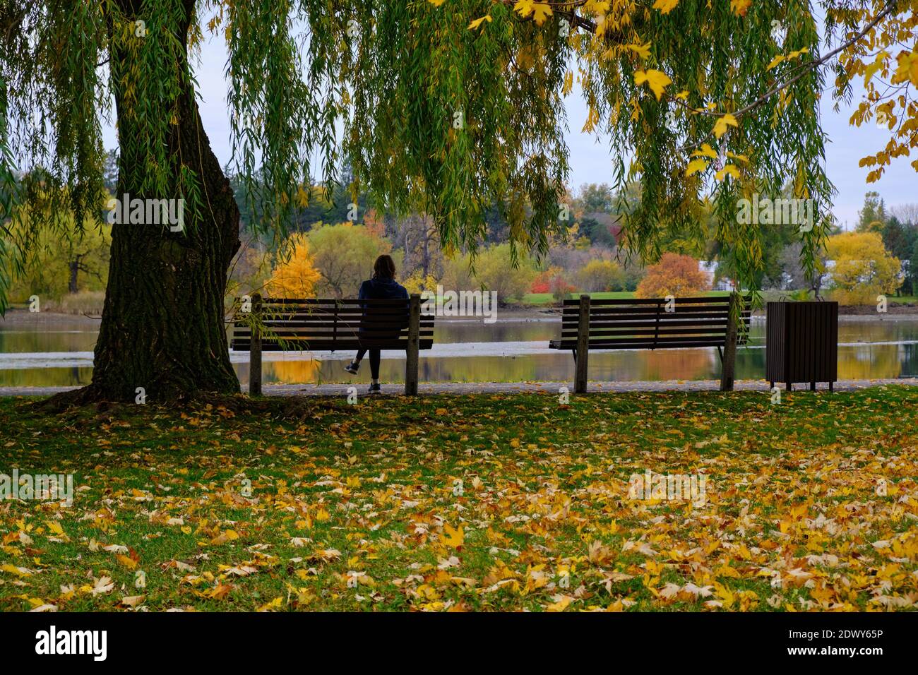 Blick von hinten auf die Person saß auf Parkbank unter einer Weide an einem See in der städtischen Umgebung, Ottawa, Kanada Stockfoto