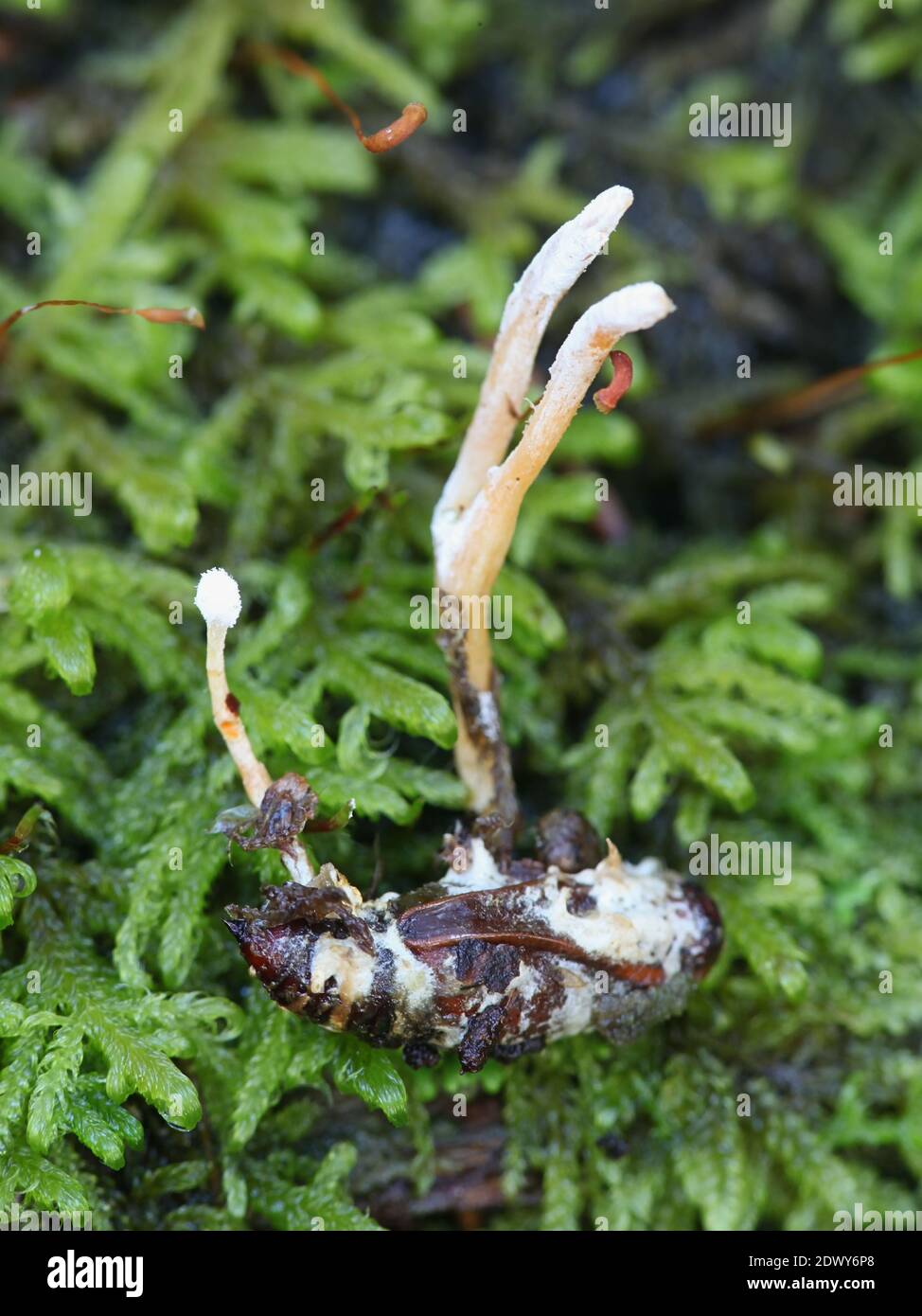 Cordyceps farinosa, auch Isaria farinosa genannt, ein entomopathogener Pilz aus Finnland, der auf einem Mottenkokons parasitär wächst Stockfoto