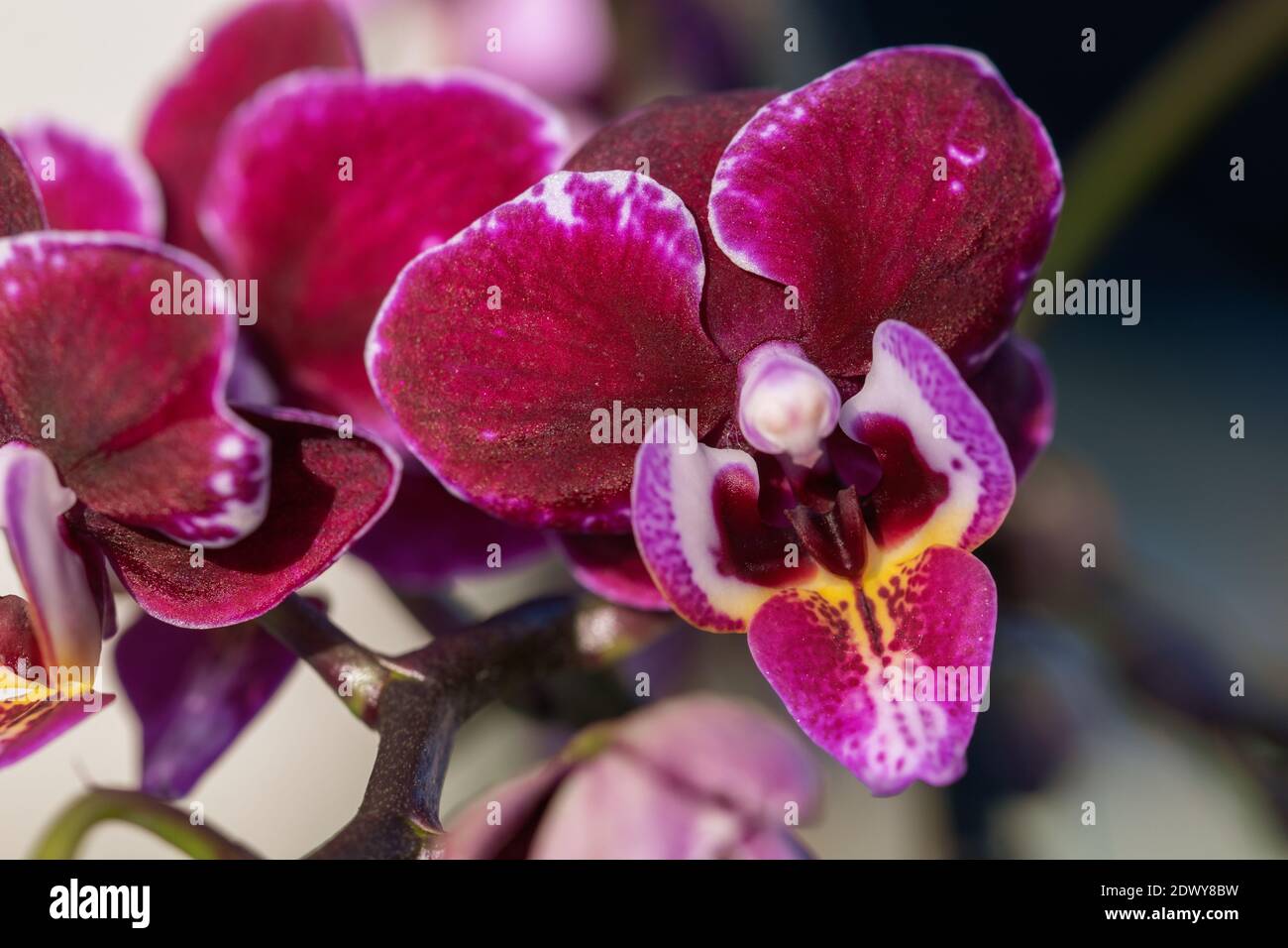 Die Blume einer Orchidee. Stockfoto