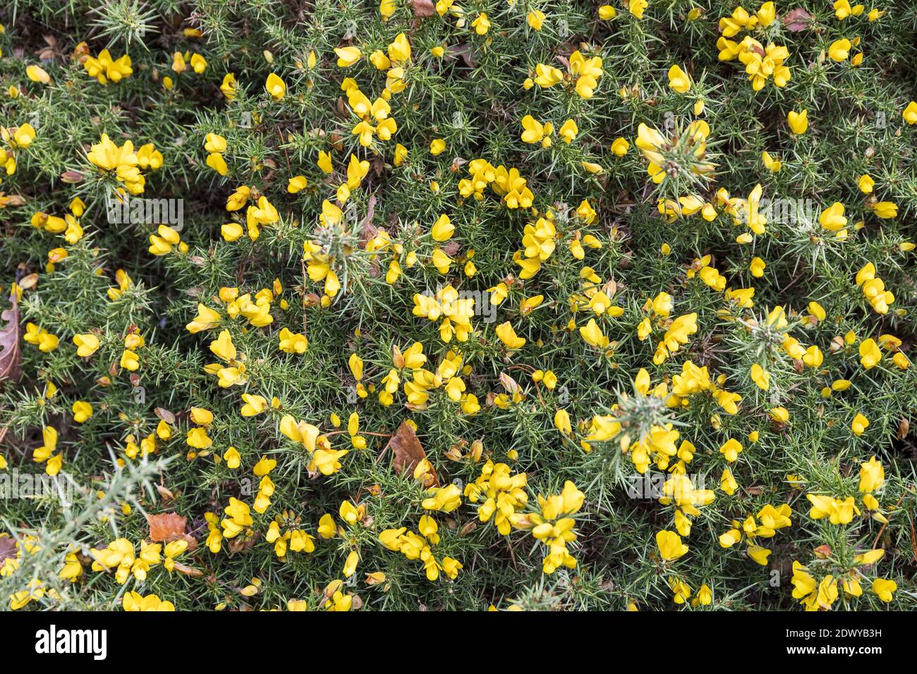 Nahaufnahme von Ginster in voller Blüte im Dezember im Exmoor National Park in der Nähe von Webbers Post, Horner, Somerset UK Stockfoto