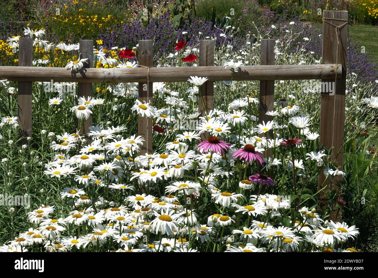 Weißer Hüttengarten Sommerblumen Shasta Gänseblümchen Sommertag Stockfoto