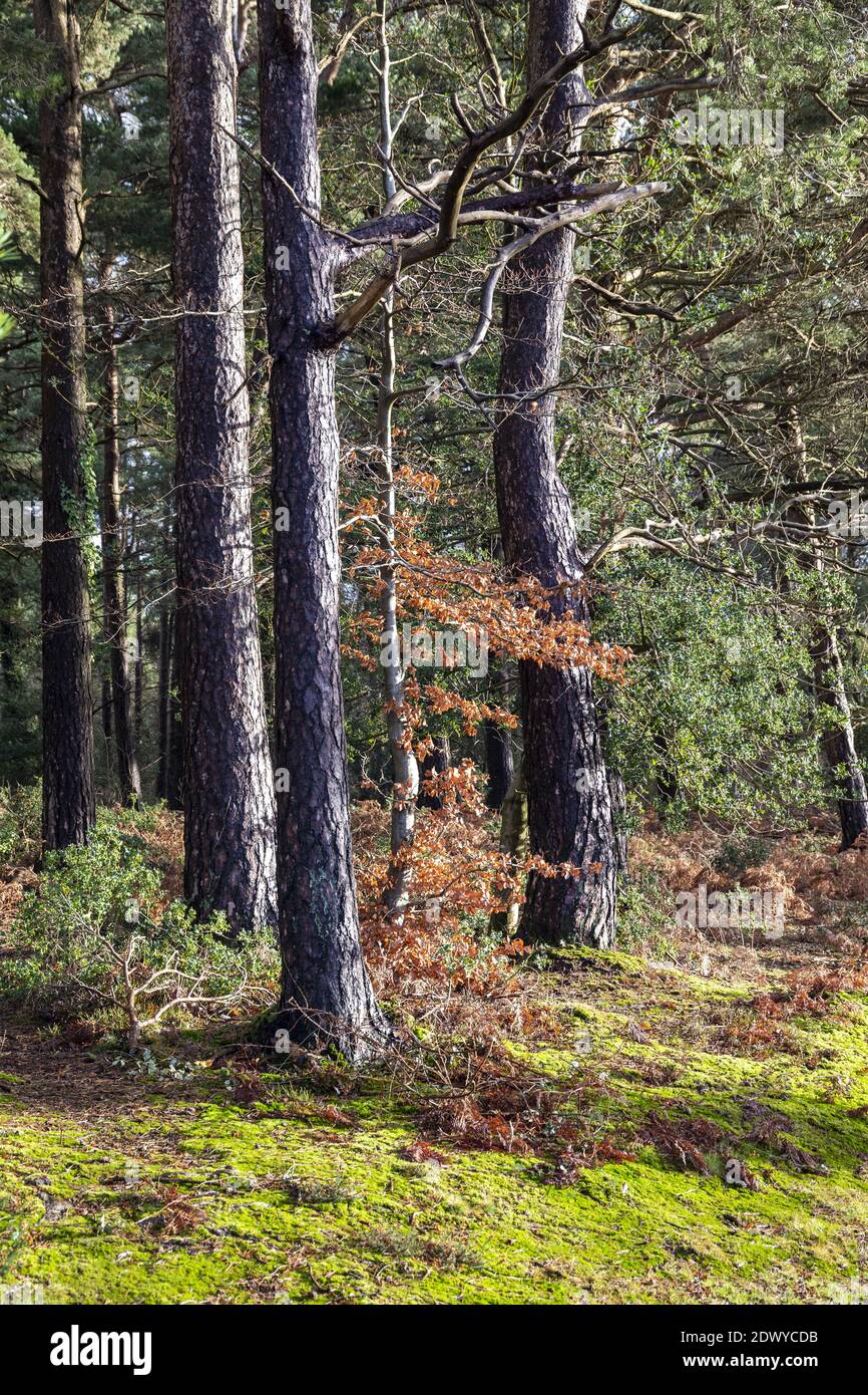 Waldgebiete im Winter im Exmoor National Park in der Nähe von Webbers Post, Horner, Somerset UK Stockfoto