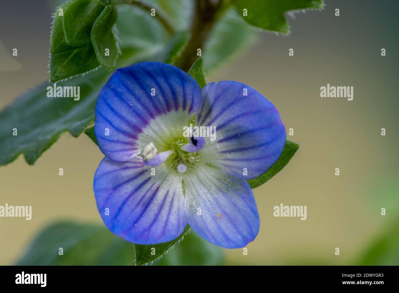 Makroaufnahme einer gewöhnlichen Speedwell-Blume (veronica arvensis) Stockfoto