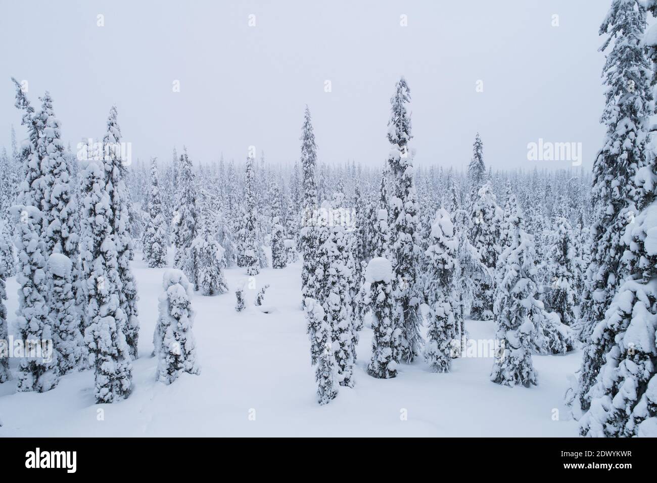 Schneebedeckte Fichten im finnischen Taiga-Wald an einem düsteren Tag, Lappland, Nordeuropa. Stockfoto