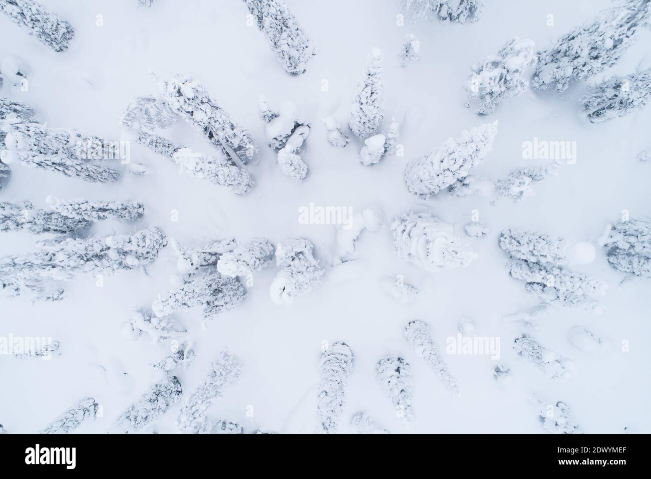 Schneebedeckte Fichten im finnischen Taiga-Wald an einem düsteren Tag, Lappland, Nordeuropa. Stockfoto