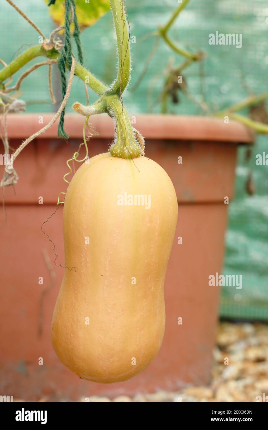 Cucurbita moschata 'Butternut'. Butternut Squash 'Hunter' Pflanze wächst unter Abdeckung in einem Garten Gemüsegarten Grundstück. NGM Stockfoto