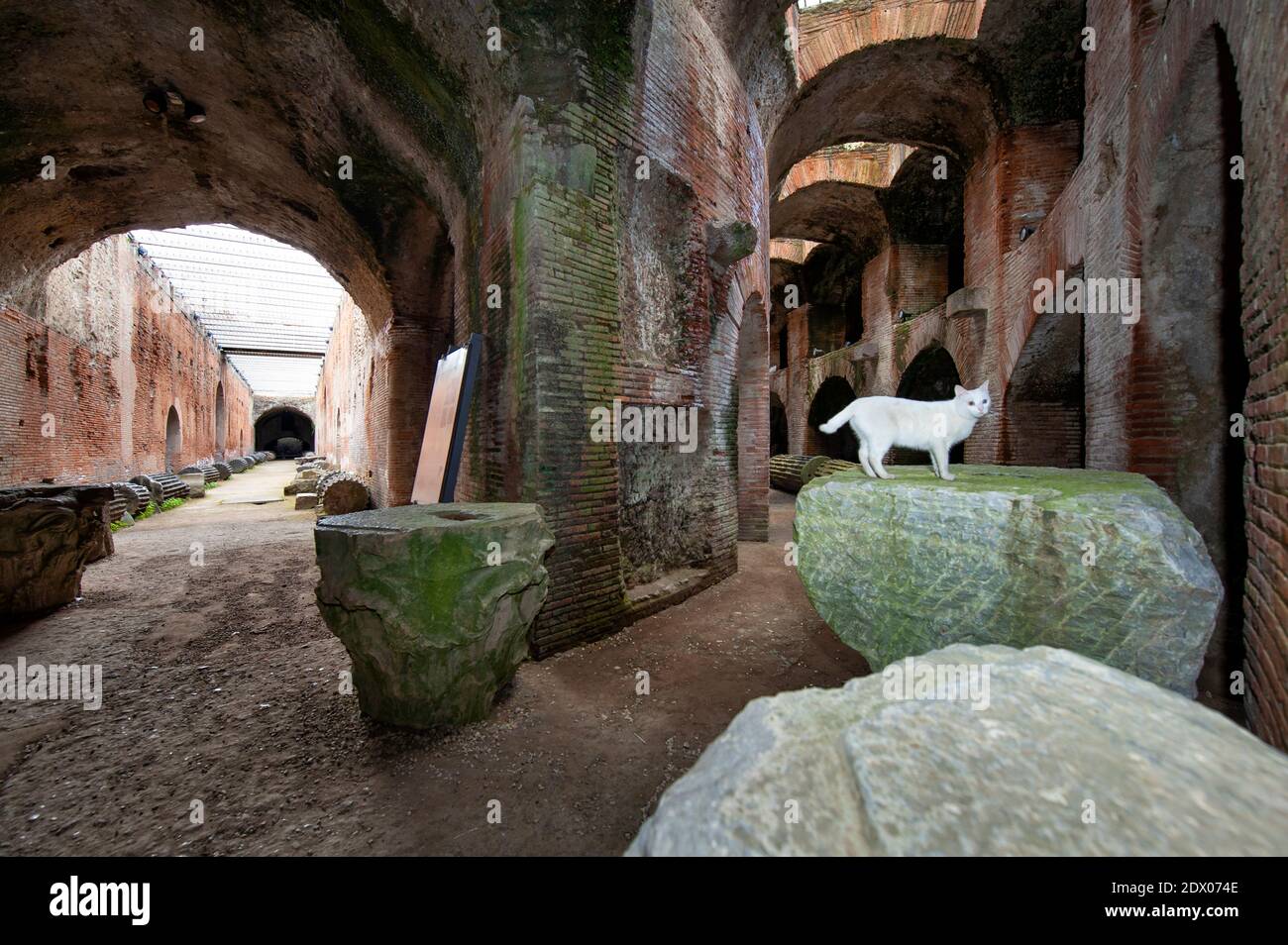 Katze sitzt auf alten römischen Ruinen. Flavian Amphitheater. Pozzuoli, Campi Flegrei (Phlegräische Felder), Neapel, Kampanien, Italien Stockfoto