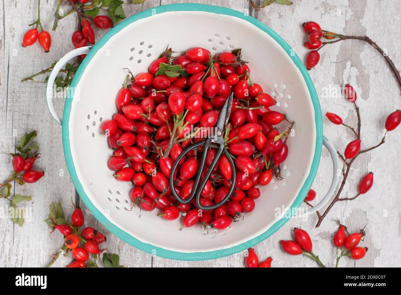 Gemeinsame Hagebutten in einem Sieb gesammelt bereit für die Herstellung zu Sirup und Gelees. VEREINIGTES KÖNIGREICH Stockfoto