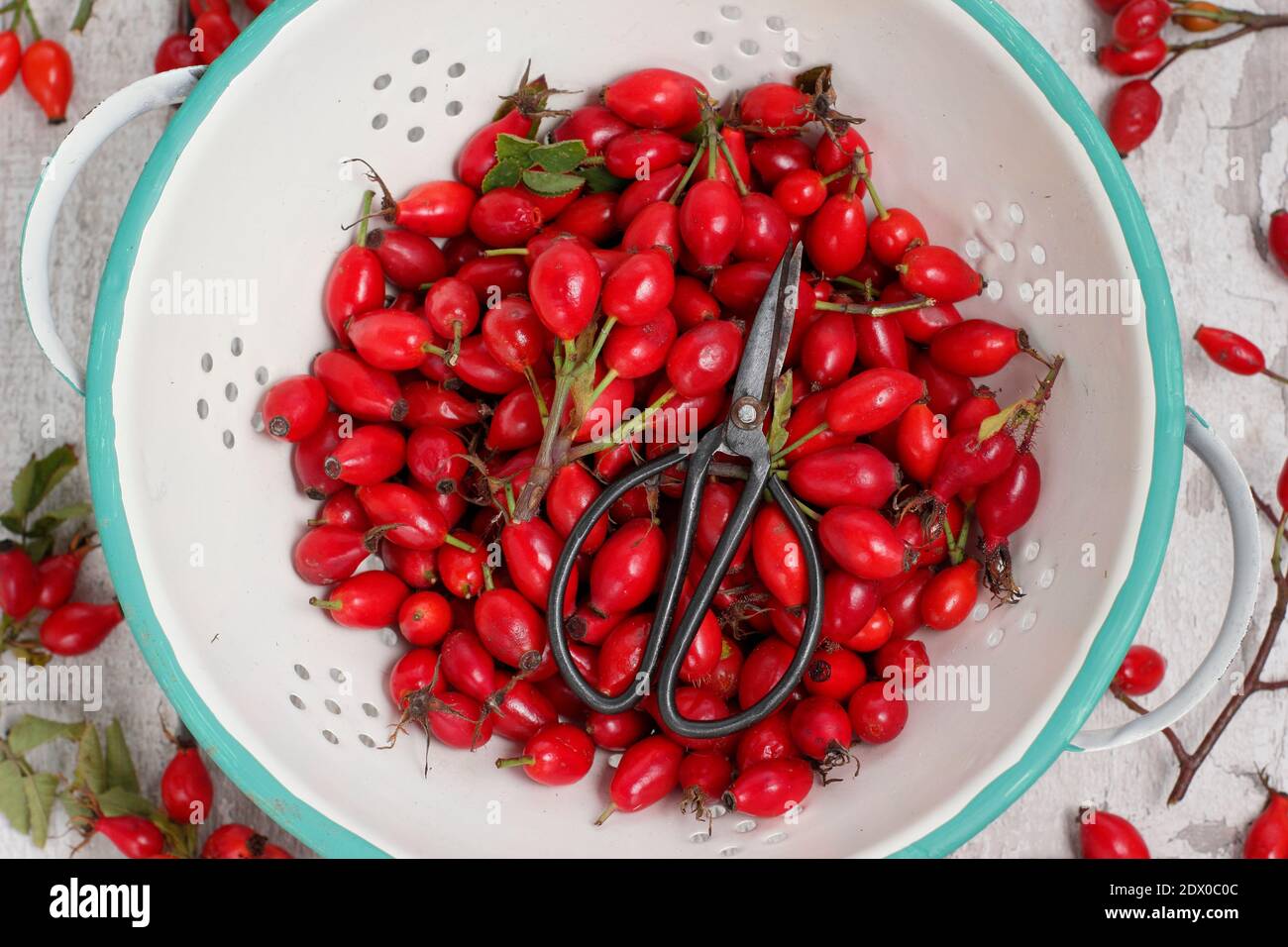 Gemeinsame Hagebutten in einem Sieb gesammelt bereit für die Herstellung zu Sirup und Gelees. VEREINIGTES KÖNIGREICH Stockfoto