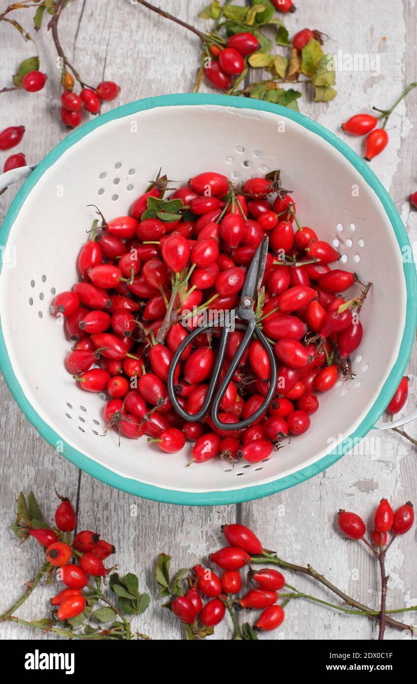 Gemeinsame Hagebutten in einem Sieb gesammelt bereit für die Herstellung zu Sirup und Gelees. VEREINIGTES KÖNIGREICH Stockfoto