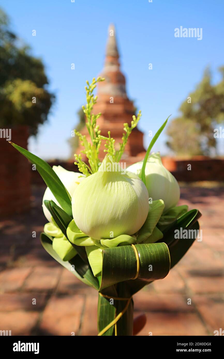 Nahaufnahme der Blumenstrauß für Lotusblumen mit verschwommenen alten Chedi im Hintergrund, Thailand Stockfoto