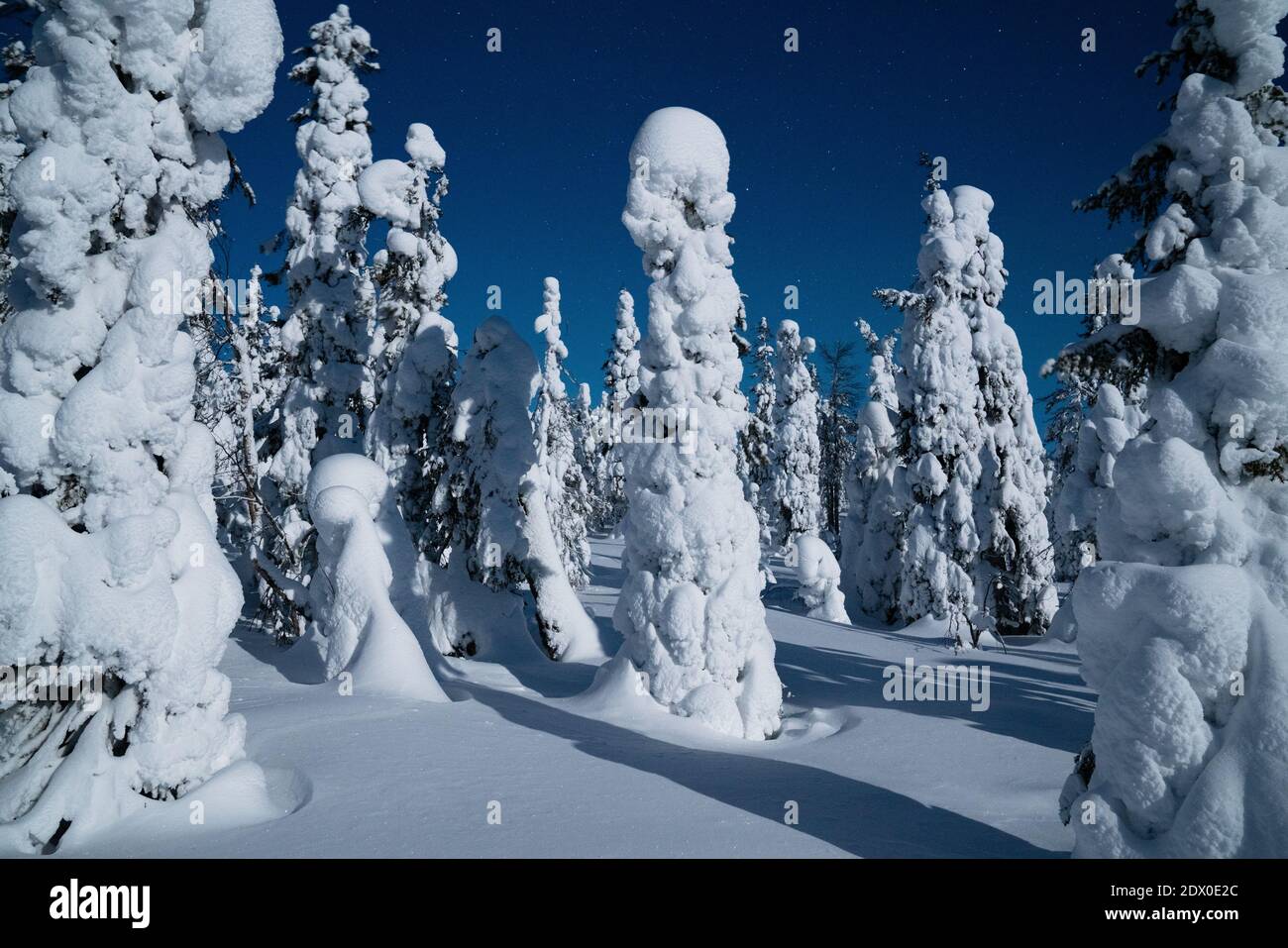 Im Riisitunturi-Nationalpark in Nordfinnland sind kerzenartige Bäume mit Frost und starkem Schnee bedeckt, während einer winterlichen Nacht, die von Vollmondlicht angezündet wird. Stockfoto