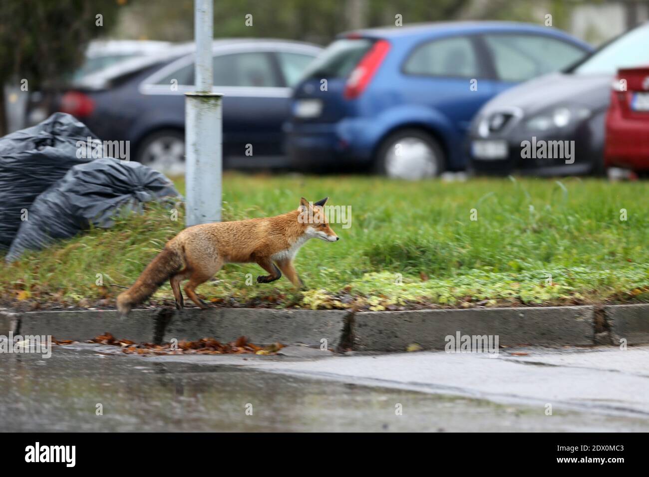 Red Fox, Spaziergänge durch die Stadt ohne Angst vor den Menschen, Kedainiai, Litauen Stockfoto