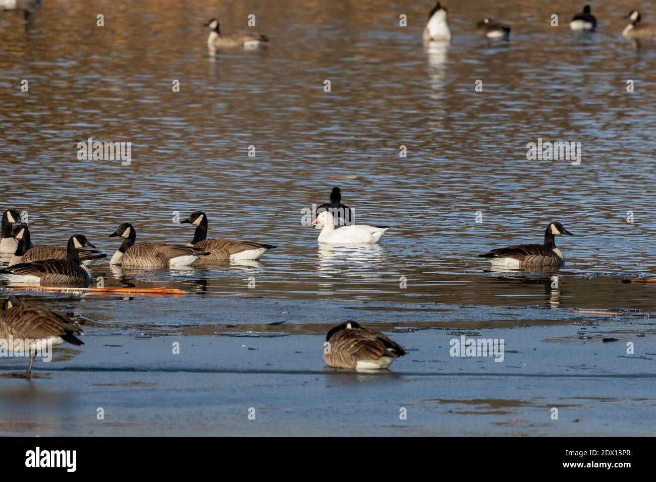 Die Schneegans mit einer Herde Kanadagänse auf dem Fluss. Stockfoto Die Schneegans mit einer Herde Kanadagänse auf dem Fluss. Stockfoto