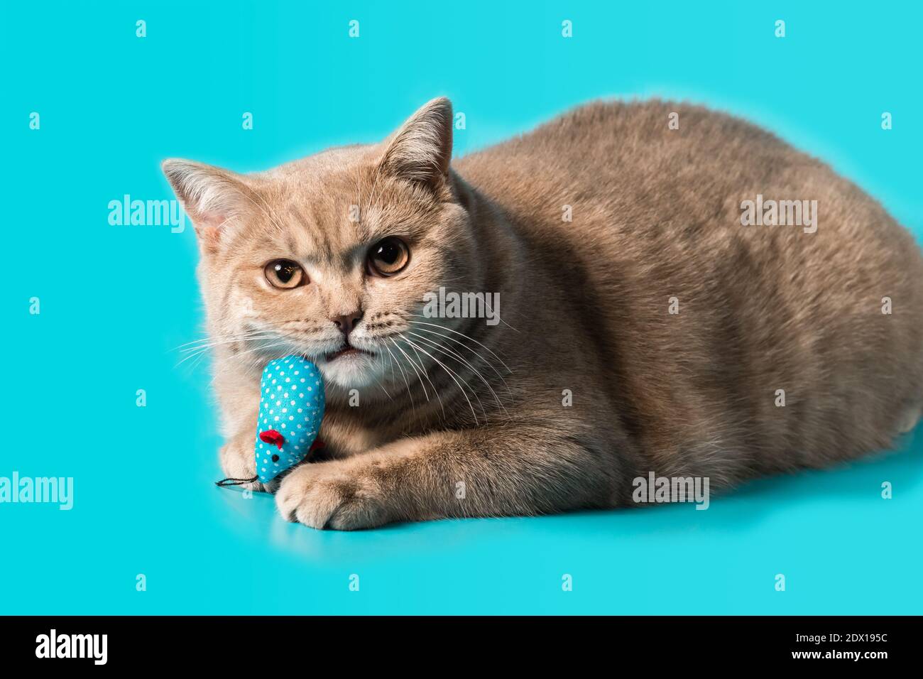 Eine britische Kurzhaar-Katze in Pfirsichfarben hält ein türkisfarbenes Stofftier in den Zähnen. Ein Blick auf die Kamera. Nahaufnahme Stockfoto