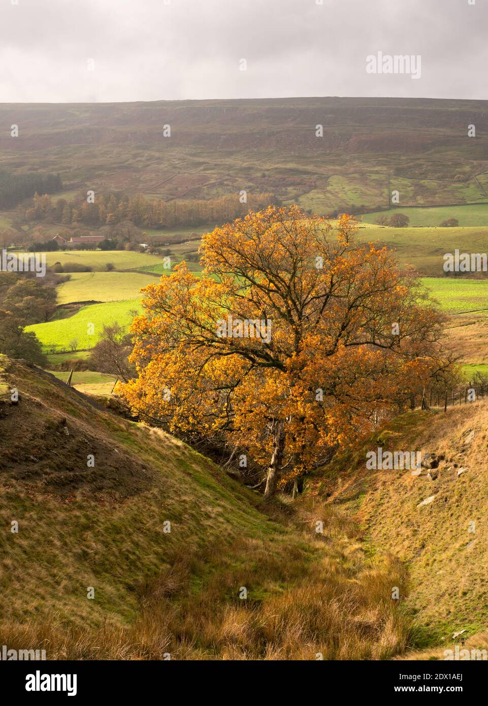 Ein einsamer Baum mit goldenen Herbstblättern in Rosedale, North Yorkshire, England, UK Stockfoto