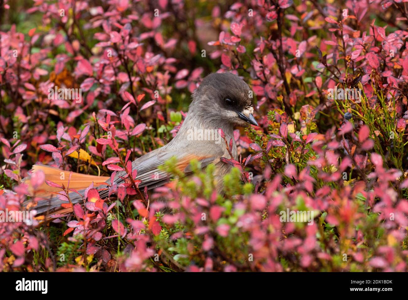 Schöner Taiga-Vogel Sibirischer eichelhäher, Perisoreus infaustus inmitten farbenprächtiger Herbstblätter während der Herbstfärbung in der Nähe von Kuusamo, Nordfinnland. Stockfoto