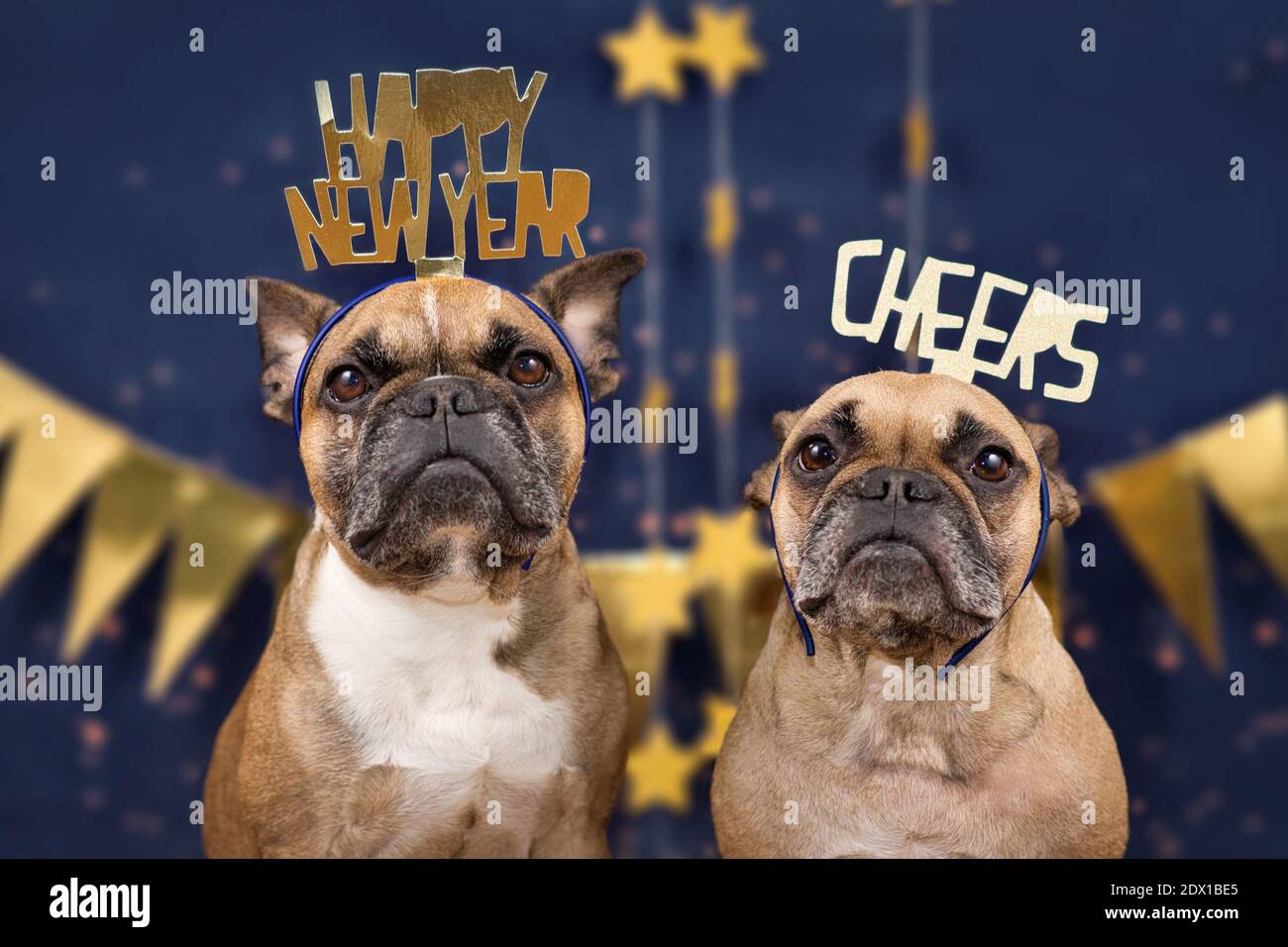Französische Bulldoggen tragen goldene Silvester EVVE Party Feier Stirnbänder mit den Worten 'Happy New year' und 'Cheers' vorne Blau hintergrunds. wi Stockfoto