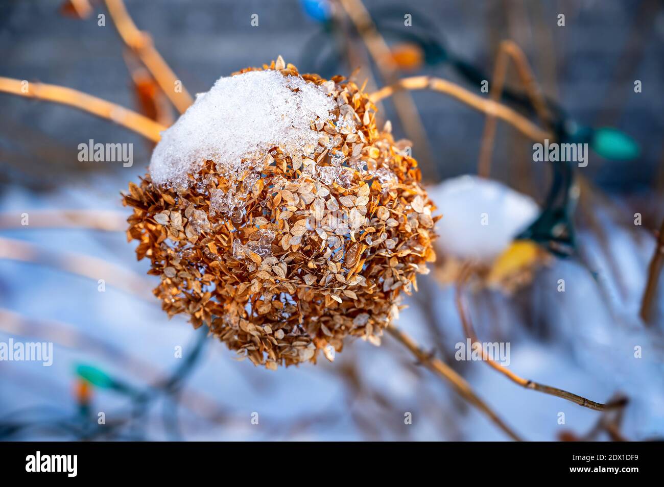 Annabelle Hydrangea Pflanze im Winter und Schnee bedeckt. Stockfoto