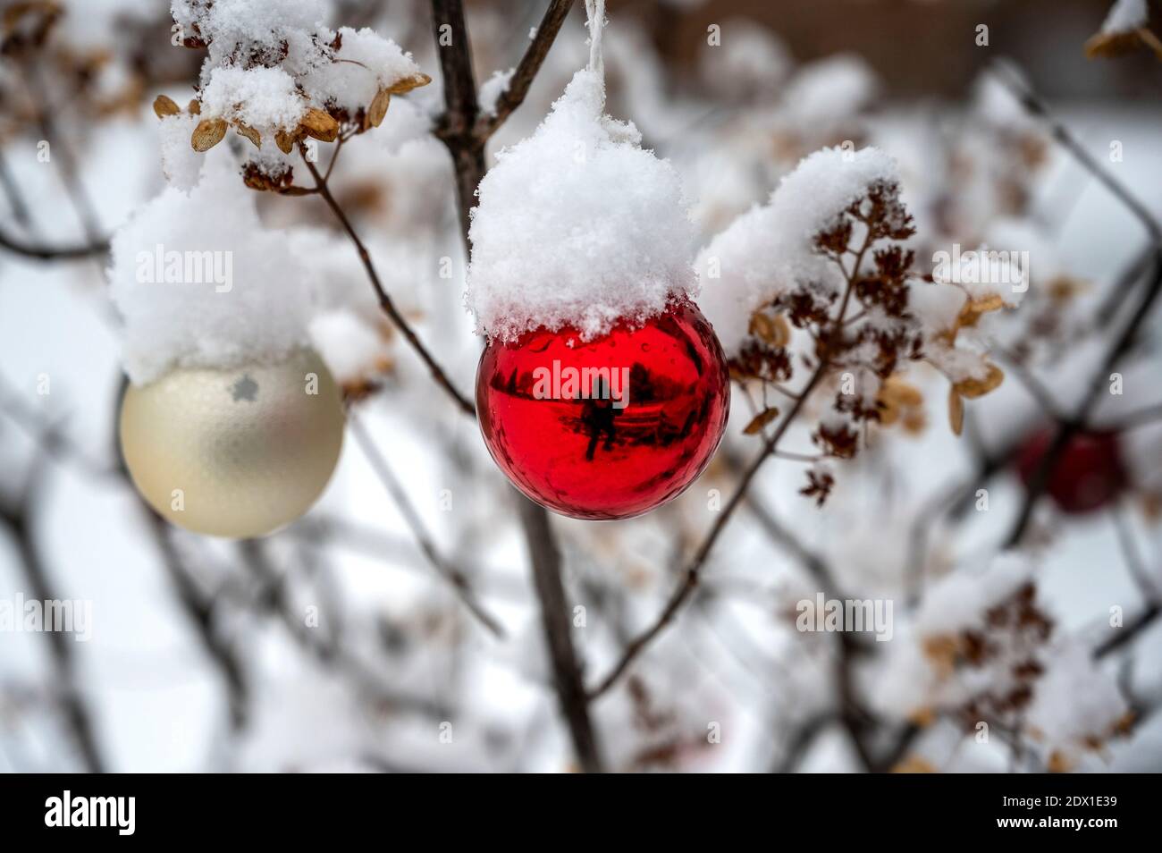 Weihnachtskugeln bedeckt mit Schnee auf Hortensia Busch. Stockfoto