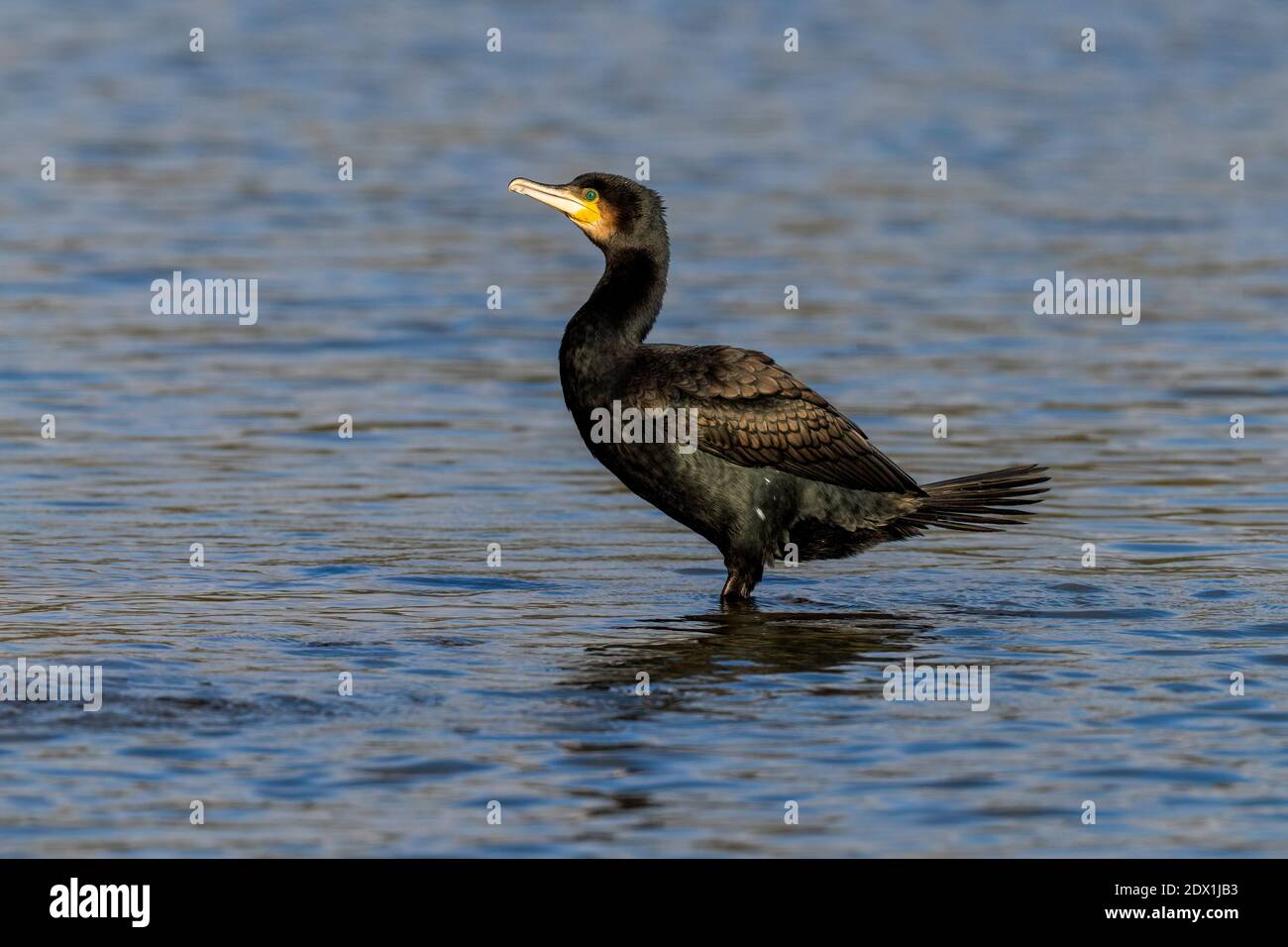 Kormoran-Phalacrocorax carbo. Winter Stockfoto