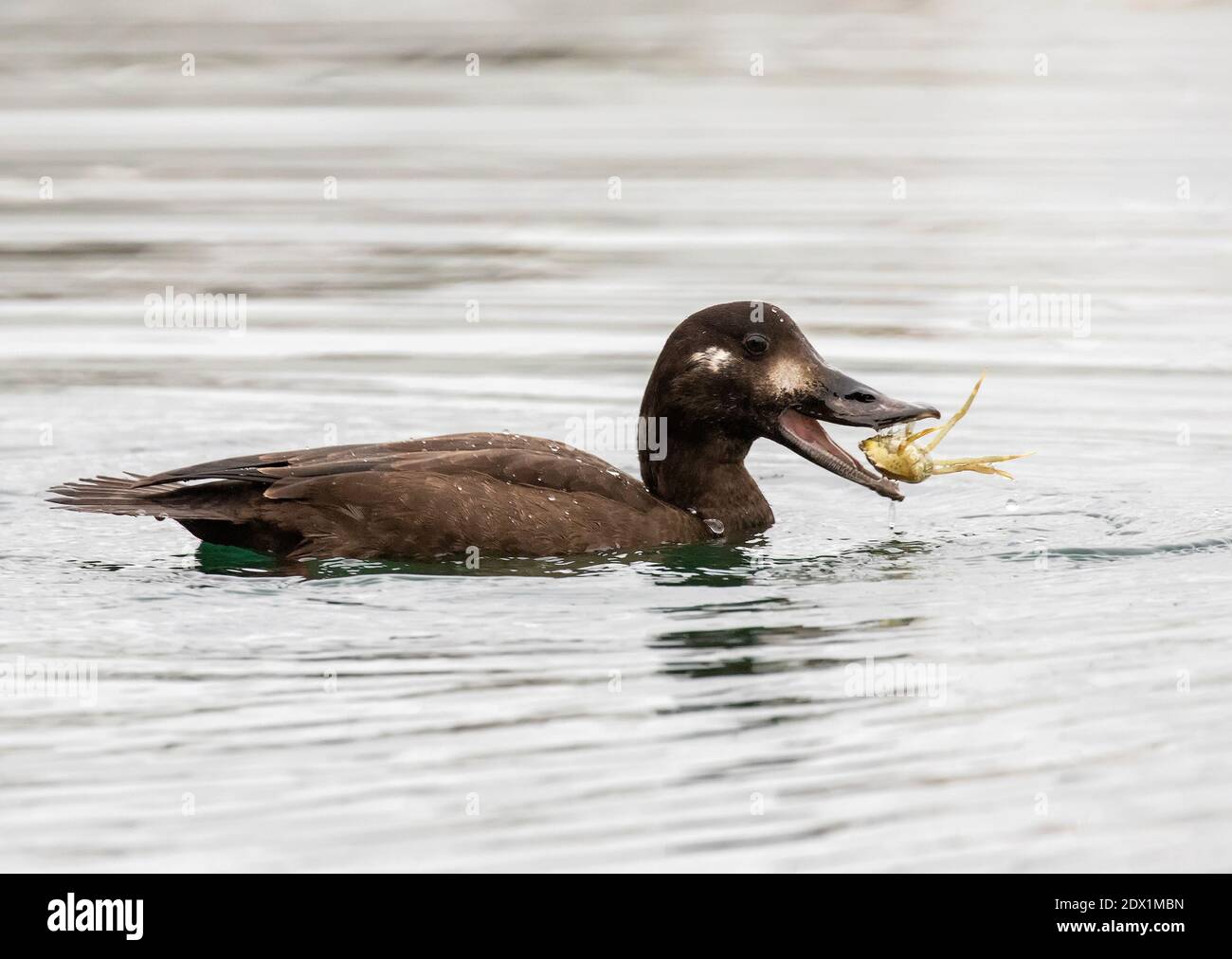 Velvet Scoter mit Krabbe Stockfoto