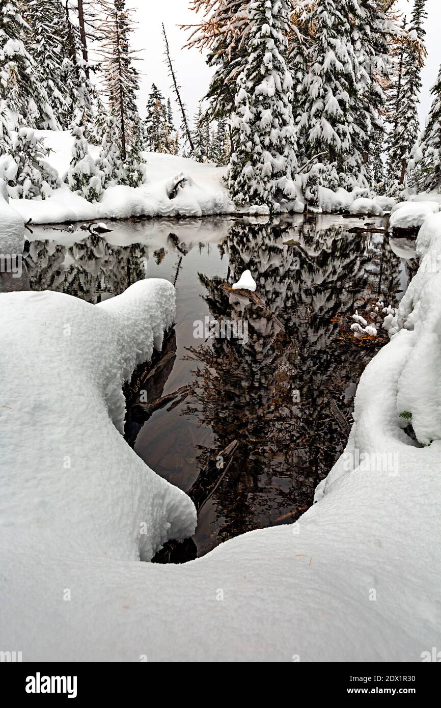 WA18796-00...WASHINGTON -Bäume spiegeln sich in einem kleinen Teich neben dem Blue Lake nach einem frühen Schneesturm in den North Cascades. Stockfoto